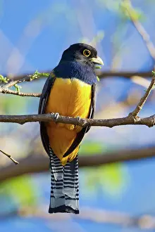 Trogon: Violaceous Trogon