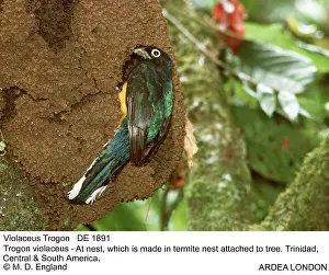 Gillean White: Violaceous TROGON - at nest, which is made in termite