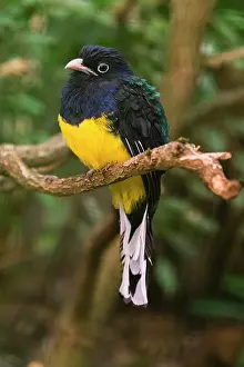Trogon: Violaceous Trogon, perched on branch, under controlled