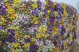 250720: Violas in living flower wall - Norfolk UK