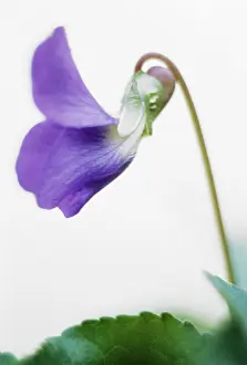 Odorata: Violet