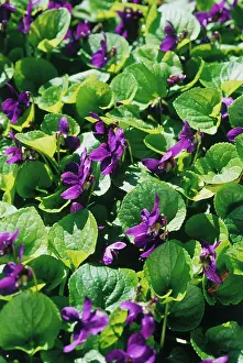 Odorata: Violet