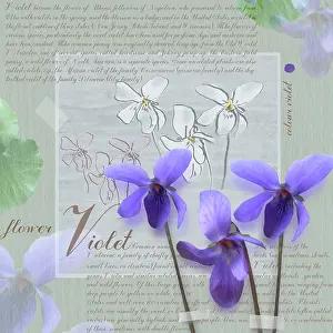 Odorata: Violet