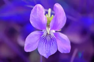 Odorata: Violet