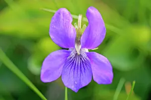 Odorata: Violet