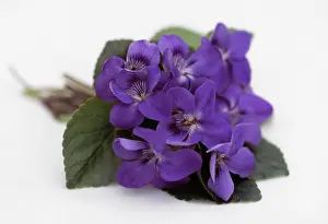 Odorata: Violet