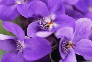 Odorata: Violet