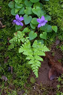 Shropshire: Violet
