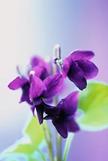 Smell: Violet