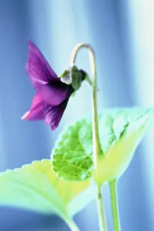 Smell: Violet