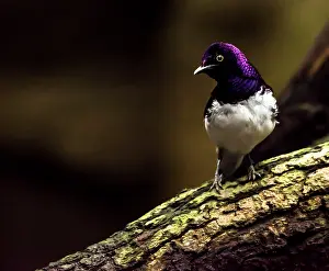 Leucogaster: Violet-backed Starling