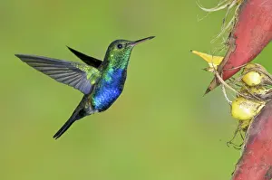 Ecuadoran: Violet-bellied Hummingbird
