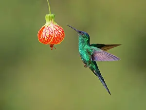 Hummingbird: Violet Capped Woodnymph feeding at flower Thalurania