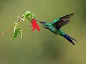 Hummingbird: Violet Capped Woodnymph feeding at flower Thalurania