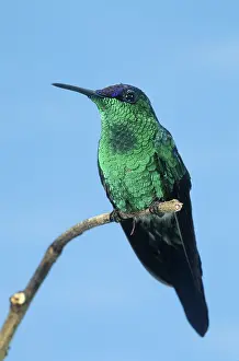 Glaucopis: Violet-capped Woodnymph hummingbird