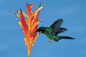 Pollinate: Violet-capped Woodnymph Hummingbird