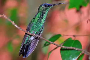 Ilha: Violet-capped Woodnymph (Thalurania glaucopis, or