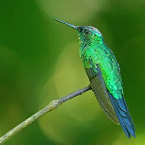 Multicolored: Violet-capped woodnymph (Thalurania glaucopis) on