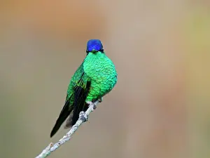 Hummingbird: Violet Capped Woodnymph Thalurania glaucopis Atlantic