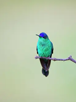 Hummingbird: Violet Capped Woodnymph Thalurania glaucopis Atlantic