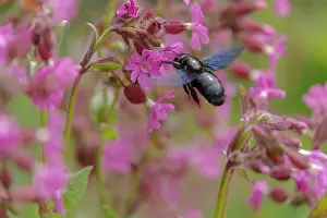 Approaching: Violet carpenter bee - adult carpenter bee approaching bloom