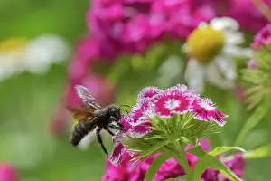 Approaching: Violet carpenter bee - adult carpenter bee approaching Sweet