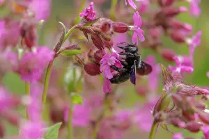 Carpenter: Violet carpenter bee - adult carpenter bee foraging for poll