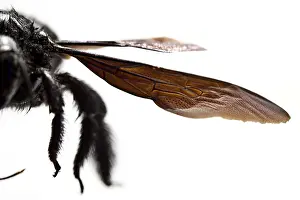 030517: Violet Carpenter Bee detail of wings Galicia Spain