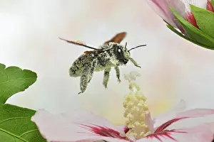 Bees: Violet carpenter bee (Xylocopa violacea) covered