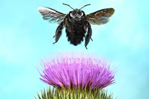 Violacea: Violet carpenter bee (Xylocopa violacea), in flight