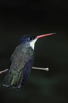 Amazilia: Violet-Crowned Hummingbird