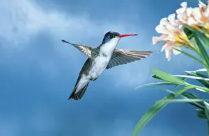 Amazilia: Violet-crowned Hummingbird