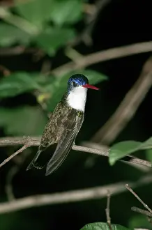 Amazilia: Violet-crowned Hummingbird