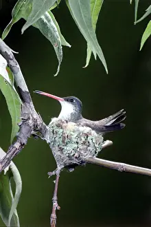 Hummer: Violet-crowned Hummingbird at Nest