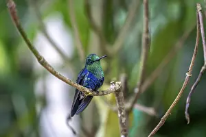 Hummingbird: Violet-crowned nymph (Thalurania colombica)