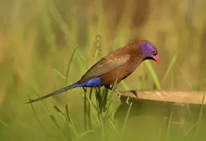 Discarded: Violet Eared Waxbill - Male perched on discarded pot