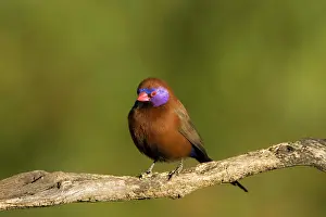Waxbill: Violet Eared Waxbill - Portrait of a male bird