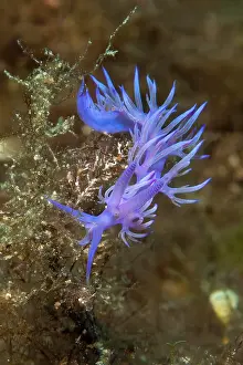Grazes: Violet (Flabellina affinis) thread snail grazes
