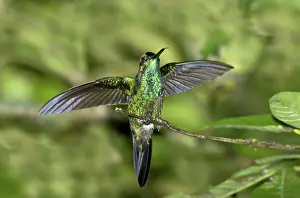 Ecuadoran: Violet-fronted Brilliant