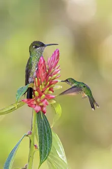 Archer: Violet-fronted brilliant (female) stands guard as