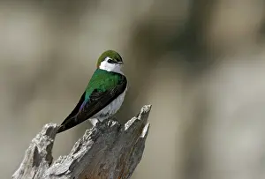 Tachycineta: Violet-green Swallow