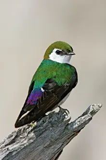 Tachycineta: Violet-green Swallow