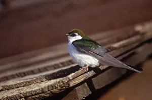 Hirundinidae: Violet-green Swallow
