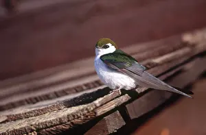 Hirundinidae: Violet-green Swallow