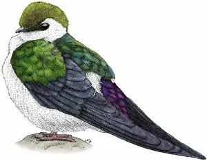 Hirundinidae: Violet-green Swallow