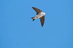 Tachycineta: Violet-Green SWALLOW - in fight