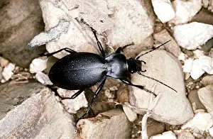 Armour: Violet Ground BEETLE