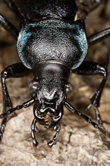 Carabus: Violet Ground Beetle - close-up