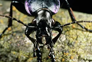 Sinister: Violet Ground Beetle - Close-up of head