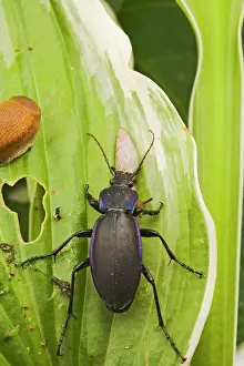 Carabus: Violet Ground Beetle - eats slug on Hosta